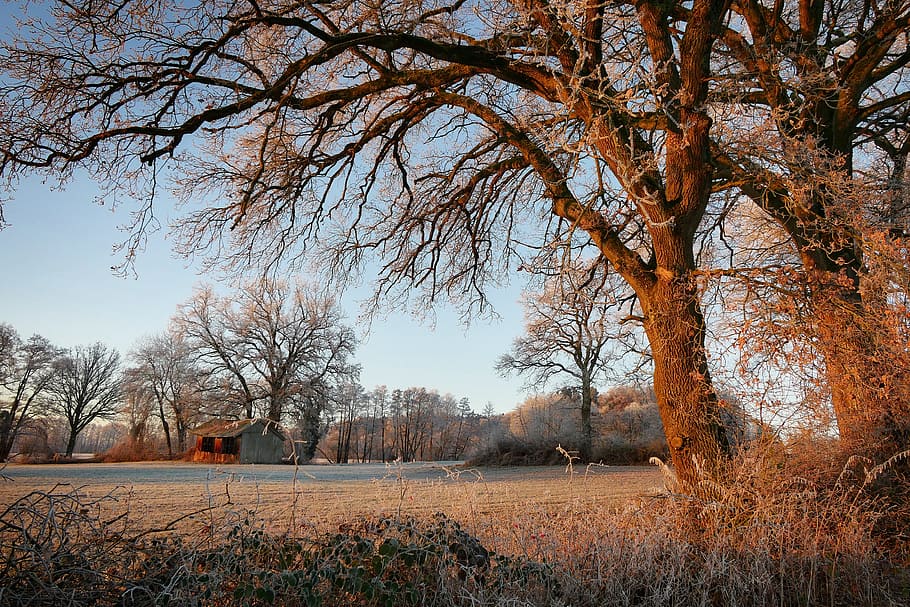 Brun, træ, vej, vinter, træer, solopgang, vinterlige, natur, snedækket, kold, humør, træstammer, plante, Mark, ro, jord, landskab, rolig scene, skønhed i naturen, himmel, ingen mennesker, miljø, scenics - natur, bare træ, ikke-urbane scene, dag, landlige scene, kold temperatur, vækst, udendørs, lave om, 4K