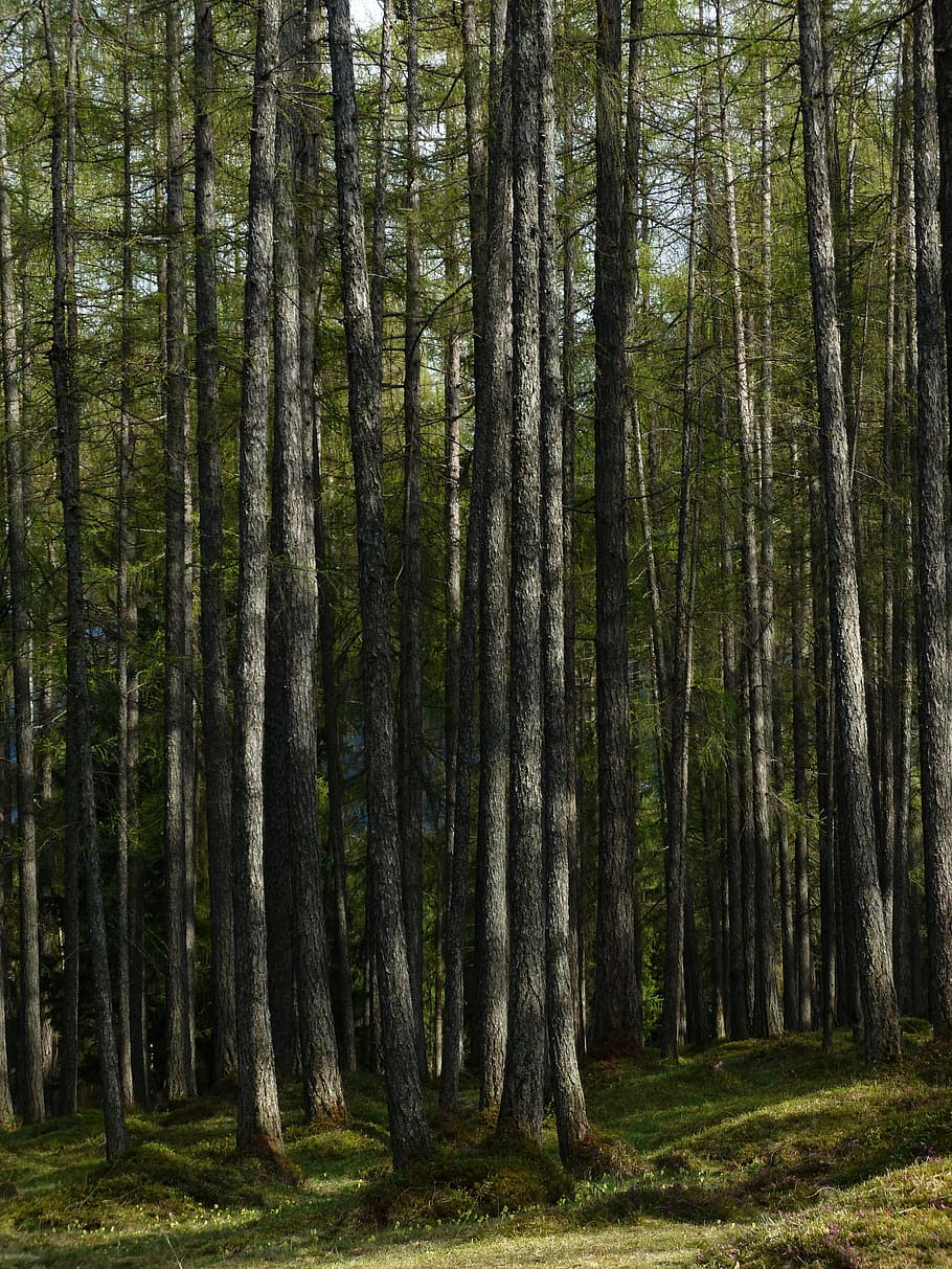 bosc de làrix, bosc, làrix, troncs d’arbres, soques, bosc de conte de fades, larix, família de pins, Occidental, arbre, planta, tronc, terra, tronc de l'arbre, tranquil·litat, bellesa a la natura, creixement, naturalesa, dia, escena tranquil·la, cap gent, color verd, escenics - natura, escena no urbana, a l'aire lliure, herba, idíl·lic, bambú - planta, 4K