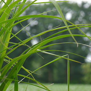 Gras, Natur, Gräser, Landschaft, Wildgras, Pflanze, Grashalm, Hintergrund, unvollständig, grüne Farbe, Blatt, Frische, Wachstum, Schönheit in der Natur, Fokus auf den Vordergrund, Tag, Pflanzenteil, keine Leute, Nahansicht, selektiver Fokus, draußen, Ruhe, Zerbrechlichkeit, Verletzlichkeit, Sonnenlicht, Bambuspflanze, 1080P, CC0, gemeinfrei, lizenzfrei