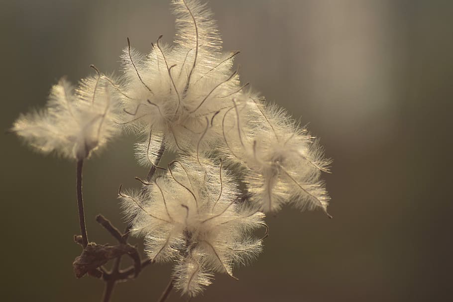 plantefoto, baglygte, frø, bud, baggrund, fibre, solopgang, filigran, æstetisk, grene, natur, himmel, sol, plante, ingen mennesker, skønhed i naturen, tæt på, sårbarhed, skrøbelighed, vækst, blomst, fokus på forgrunden, blomstrende plante, ro, friskhed, blødhed, dag, udendørs, hvid farve, selektiv fokusering, mælkebøtte, plantestamme, blomsterhoved, mælkebøtte frø, 5K
