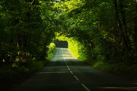 gol, beton, drum, copaci, drumul din beton, intre, cale, pădure, dorset, natură, copac, liniște, calea de urmat, în aer liber, plantă, direcţie, Culoarea verde, creştere, transport, nici o persoana, frumusețe în natură, zi, diminuarea perspectivei, o scenă liniștită, cărare, lumina soarelui, teren, lung, copac copac, 4K, CC0, domeniu public, fără drepturi de autor