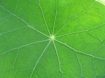 full, macro, tancar, nasturtium, tropaeolum majus, tropaeolum, hivernacle de la carabina, tropaeolaceae, naturalesa, planta, primer pla, color verd, fons, patró, frescor, vena de la fulla, botànica, textura, part de la planta, bellesa a la natura, cap gent, marc complet, patró natural, primer pla extrem, vulnerabilitat, creixement, fragilitat, a l'aire lliure, 2K, CC0, domini públic, lliure de regalies