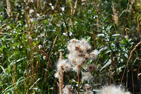 pelzig, Saat, Pflanzen, Blumen, Weiß, Makro, Blume, Blumen des Feldes, Distel, Wiesenblumen, Nahansicht, Pflanze, Tag, Natur, Tier, keine Leute, Tierthemen, Wachstum, Tiere in freier Wildbahn, Tierwelt, selektiver Fokus, Zerbrechlichkeit, Fokus auf den Vordergrund, draußen, Land, Verletzlichkeit, Säugetier, Baum, ein Tier, Wald, 5K, CC0, gemeinfrei, lizenzfrei
