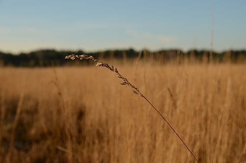heide, Winter, Ast, kalt, Landschaft, Natur, Feld, Gras, Sommer-, ländliche Szene, draußen, Himmel, Landwirtschaft, Weizen, trocken, Getreidepflanze, Ernte, keine Leute, Pflanze, Wachstum, Land, Ruhe, Fokus auf den Vordergrund, Schönheit in der Natur, Umgebung, Tag, Bauernhof, ruhige Szene, 4K, CC0, gemeinfrei, lizenzfrei