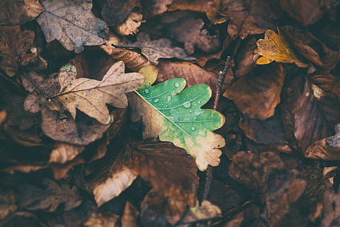 seco, hojas, suelo, hojas secas, verde, marrón, hoja, palo, otoño, ramita, naturaleza, antecedentes, temporada, de cerca, bosque, amarillo, planta, árbol, resumen, fotograma completo, día, parte de la planta, cambio, nadie, vista de alto ángulo, belleza en la naturaleza, vena de la hoja, tierra, crecimiento, vulnerabilidad, al aire libre, mojado, hoja de arce, condición natural, 4K, CC0, dominio público, libre de derechos
