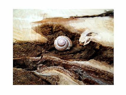 cinzento, Castanho, de madeira, laje, Concha, árvore, marrom, raiz, floresta, latido, raiz, temas animais, ninguém, um animal, animal, animais em estado selvagem, protecção, impressão de transferência, filtro de pós-produção automática, concha animal, animais selvagens, Caracol, fechar-se, molusco, gastrópode, natureza, Rocha, dia, invertebrado, sólido, madeira - material, rock - objeto, 1080P, CC0, domínio público, royalty free