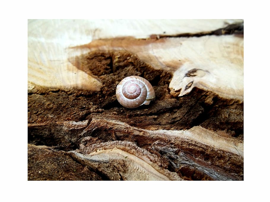 gris, marró, fusta, llosa, shell, arbre, marró, arrel, bosc, escorça, arrel, temes d'animals, cap gent, un animal, animal, animals a la natura, protecció, transferir impressió, filtre de producció automàtica, closca d’animals, fauna animal, cargol, primer pla, mol·lusc, gasteròpode, naturalesa, rock, dia, invertebrat, sòlid, material de fusta, rock - object, 1080P