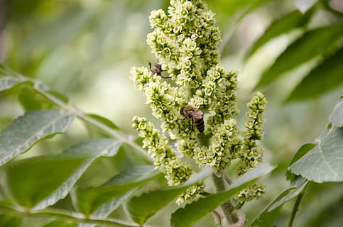 Biene, Bienen, Insekt, Blatt, Blätter, saurer Baum, saure Blume, Kurdistan, Irak, ein Tier, Tiere in freier Wildbahn, Tierthemen, keine Leute, Tag, Natur, Tierwelt, draußen, Pflanze, Pflanzenteil, Blume, Wachstum, Tier, Nahansicht, blühende Pflanze, Frische, Schönheit in der Natur, selektiver Fokus, Landwirtschaft, Essen und Trinken, Lebensmittel, klein, 4K, CC0, gemeinfrei, lizenzfrei