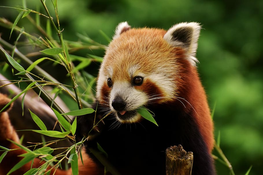 foto de primer pla, vermell, panda, panda vermell, portar gat, Guineu del foc, ailurus fulgens, depredador, mamífer, himalayas, Xina del sud-oest, Xina, gos d'or, zoo, hellabrunn, tierpark hellabrunn, un animal, animal, temes d'animals, fauna animal, animals a la natura, panda - animal, planta, naturalesa, cap gent, vertebrats, dia, primer pla, a l'aire lliure, full, mirant, retrat, centrar-se en primer pla, part de la planta, bigotis, bambú - planta, cap d’animals, 5K