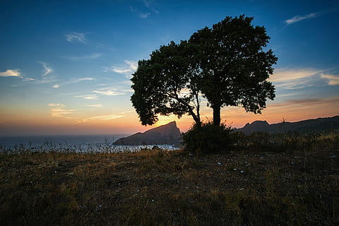 siluet fotoğraf, ağaç, sahil şeridi, yeşil, vücut, Su, plaj, alan, gün batımı, Portakal, mavi, bulutlar, gökyüzü, siluet, Kaya, corse, Korsika, peyzaj, doğa, bitki, manzaralar - doğa, doğada güzellik, huzur, arazi, sakin sahne, büyüme, bulut - gökyüzü, insansız, kentsel olmayan sahne, çimen, çevre, pastoral, açık havada, 2K, CC0, kamu malı, telif ücretsiz