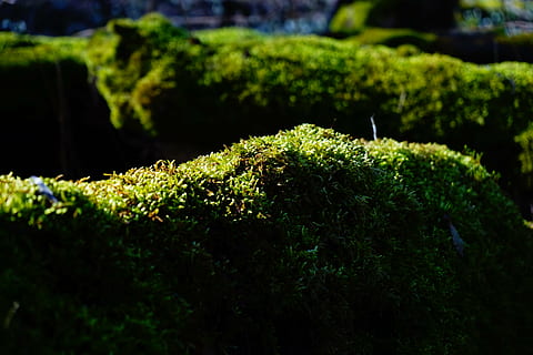 molsa, bosc, troncs d’arbres, bemoost, verd, monstre de l'arbre, místic, naturalesa, color verd, planta, creixement, bellesa a la natura, cap gent, primer pla, dia, enfocament selectiu, tranquil·litat, a l'aire lliure, arbre, llum solar, centrar-se en primer pla, cobertura, part de la planta, full, 5K, CC0, domini públic, lliure de regalies