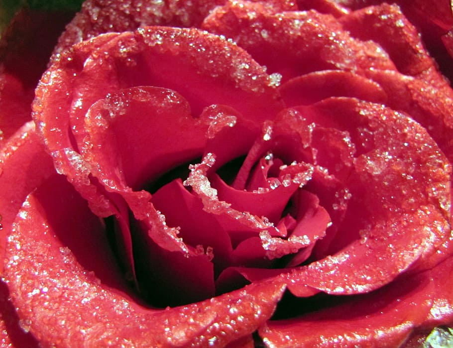 ปิด, โรแมนติก, sugared, ดอกกุหลาบ, สีแดง, งานแต่งงาน, ความรัก, พื้นหลัง, อาหารและเครื่องดื่ม, ความสด, ไม่มีคน, ใกล้ชิด, อาหาร, ปลูก, ในบ้าน, ช่อดอก, หัวดอกไม้, เต็มกรอบ, หล่น, ดอกไม้, ธรรมชาติ, ไม้ดอก, ความงามในธรรมชาติ, เปียก, น้ำ, สิ่งล่อใจ, 2K