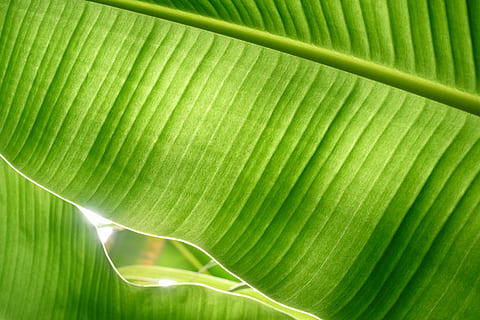 zaļās banānu lapas, banānu lapas, lapas, apgaismots, izgaismotas lapas, lapu vēnām, augu, detalizēti, palmu, vēnu, zaļumi, palmu koks, palmtree, tropu augs, tropu, tropisks, siltumnīcas, zaļā krāsa, augu daļa, fona, palmu lapa, tuvplāns, raksturs, nav cilvēku, skaistums dabā, pilna kadra, abstrakts, teksturēta, tropu klimats, svaigumu, modeli, koks, frond, ārā, abstrakts fons, teksturēts efekts, lietus meži, 5K, CC0, publiskais domēns, bez atlīdzības