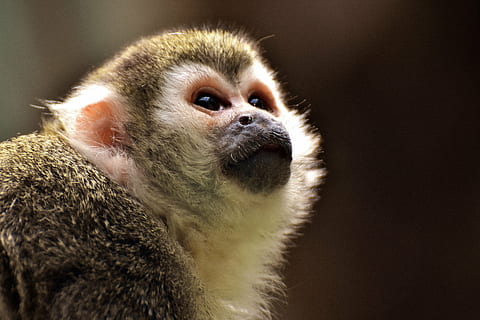 chimpanse, abe, äffchen, nuttet, lille, Capuchins, capuchin abe, dyr, dyreportræt, sjov, dyr verden, tierpark hellabrunn, München, et dyr, dyre temaer, dyreliv, dyr i naturen, pattedyr, tæt på, ingen mennesker, kigger på kameraet, dag, hvirveldyr, primat, kigger væk, fokus på forgrunden, leder, dyr kropsdel, ungt dyr, portræt, overvejelse, 2K, CC0, offentligt domæne, royaltyfrie