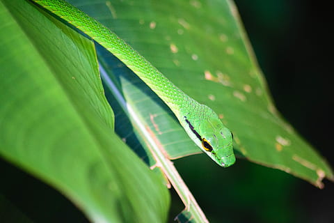 serpiente descarada, verde, serpiente, hoja, vástago, naturaleza, al aire libre, color verde, parte de la planta, planta, temas de animales, animal, de cerca, un animal, animales en la naturaleza, fauna animal, nadie, reptil, geco, enfoque selectivo, vertebrado, día, lagartija, crecimiento, brizna de hierba, selva, 5K, CC0, dominio público, libre de derechos