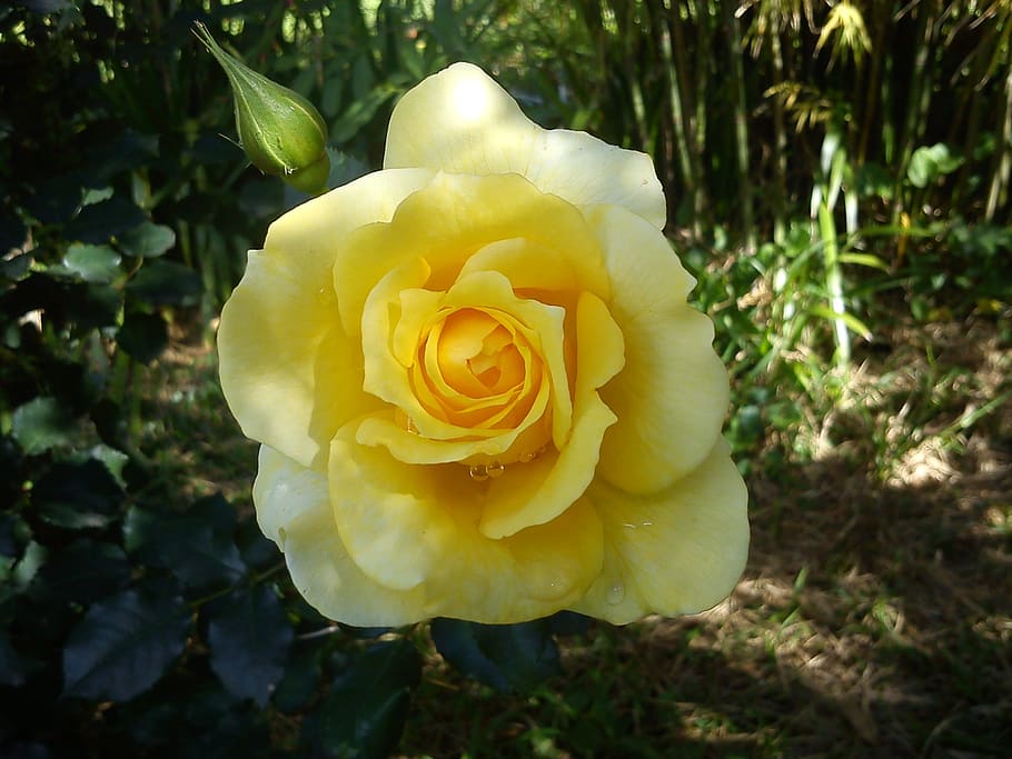 Blume, rosa, Taste, Pflanze, Garten, Parfüm, Gelb, Natur, Blütenblatt, Schönheit in der Natur, Nahansicht, Rose, Sommer-, blühende Pflanze, Zerbrechlichkeit, Blütenstand, Verletzlichkeit, Blütenkopf, Frische, Wachstum, keine Leute, Fokus auf den Vordergrund, Tag, draußen, 2K