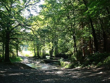 Brücke, Wald, Bach, Licht, Sonne, Natur, Stimmung, Bäume, Weg, Grün, schöller gericht, Odenthal, Baum, Pflanze, Wachstum, Land, Ruhe, Schönheit in der Natur, Richtung, ruhige Szene, keine Leute, der Weg nach vorn, Tag, grüne Farbe, Straße, Sonnenlicht, Fußweg, Szenen - Natur, Baumstamm, Kofferraum, draußen, 2K, CC0, gemeinfrei, lizenzfrei