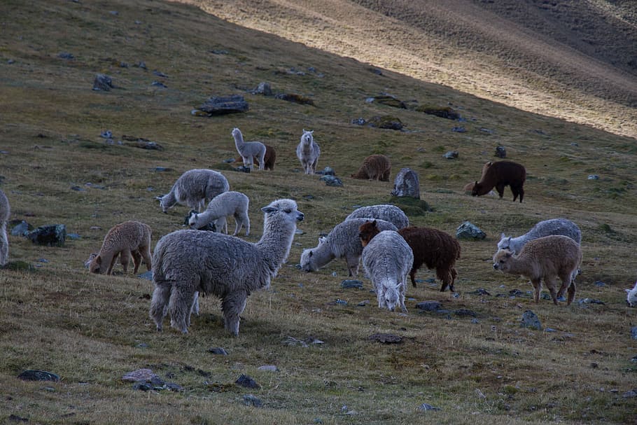 cireadă, alpaca, iarba câmp, timpul zilei, iarbă, camp, oaie, animal, natură, turmă de oi, fermă, pășunat, șeptel, rural, agricultură, păşune, peisaj, miel, lână, luncă, Munte, scenics, grup mare de animale, animale tematice, nici o persoana, grup de animale, mamifer, animale domestice, teren, intern, animale de companie, animale vertebrate, animale în sălbăticie, animale sălbatice, în aer liber, erbivor, 5K