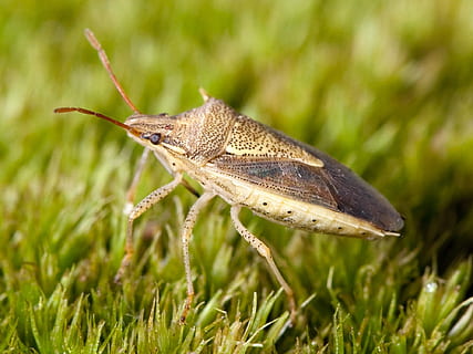 pudor d'error, però, arròs pudent, insecte, error, macro, oebalus pugnax, ala, verd, temes d'animals, animal, un animal, fauna animal, invertebrat, animals a la natura, planta, herba, naturalesa, primer pla, color verd, cap gent, dia, part del cos dels animals, a l'aire lliure, vista lateral, ala dels animals, creixement, centrar-se en primer pla, papallona - insecte, 1080P, CC0, domini públic, lliure de regalies