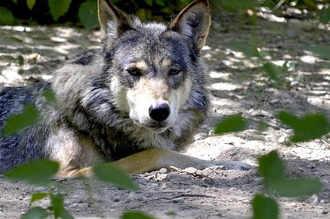 grey, wolf, lying, ground, isegrim, lauer, predator, pack, canine, concerns, carnivores, hunter, pack animal, canis lupus, forest, one animal, animal themes, animal, mammal, dog, vertebrate, land, portrait, looking at camera, nature, domestic, domestic animals, pets, sunlight, day, no people, field, animals in the wild, animal head, 4K, CC0, public domain, royalty free