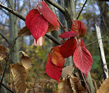 otoño, hojas, zarzas, planta, árbol, parte de la planta, hoja, centrarse en primer plano, crecimiento, belleza en la naturaleza, rojo, de cerca, naturaleza, nadie, rama, día, al aire libre, vulnerabilidad, frescura, Fruta, fragilidad, cambio, condición natural, 2K, CC0, dominio público, libre de derechos