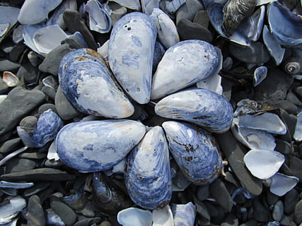 conchiglia, spiaggia, sabbia, vacanza, conchiglia, spiaggia, blu, all'aperto, rosa di conchiglia, vita da spiaggia, giocare, natura, ciottolo, mare, avvicinamento, roccia - oggetto, mitilo, pietra - oggetto, sfondi, cibo, cibo e bevande, grande gruppo di oggetti, mercato, nessuno, fotogramma intero, abbondanza, freschezza, natura morta, benessere, mangiare sano, giorno, vista dall'alto, Al dettaglio, in vendita, marino, 5K, CC0, dominio pubblico, privo di copyright