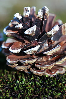 pinecone, pobūdį, makro, Iš arti, nėra žmonių, maisto, atrankinis dėmesys, augalų, dieną, augimą, sutelkti dėmesį į naujas žinias, Maistas ir gėrimai, lauke, grybelis, žemės, šviežumas, gyvūnas, grybai, gyvūnų gyvūnija, gausa, aukšto kampo vaizdas, krapštukas, 2K, CC0, Viešasis domenas, nemokamai