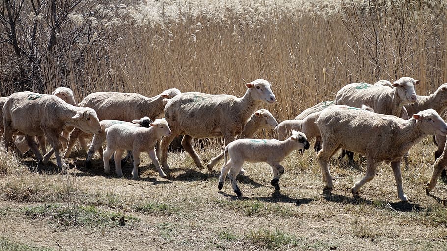 comportamento della mandria, denuncia, pecora, mandria, agnelli, animali, natura, folleggiare, temi animali, erba, grande gruppo di animali, fauna selvatica, mammifero, giorno, animale, animali domestici, gruppo di animali, domestico, bestiame, campo, vertebrato, pianta, terra, albero, gregge di pecore, nessuno, erbivoro, 5K