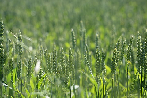 selektiv, Foto fokussieren, Weizenpflanzen, Roggen, Feld, Pflanze, Stengel, Natur, Hintergrund, Grün, Wachstum, Ernte, Sommer-, Landwirtschaft, ländliche Szene, Wiese, Gras, Hintergründe, draußen, Bauernhof, grüne Farbe, Schönheit in der Natur, Land, keine Leute, Tag, Ruhe, Frische, selektiver Fokus, Landschaft, Getreidepflanze, Nahansicht, 5K, CC0, gemeinfrei, lizenzfrei