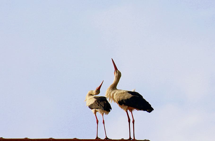 dos, blanc, cigonyes posades, sostre, cigonyes, primavera, ocells, cigonya, par, klekot cigonya, ocell, fauna animal, temes d'animals, animal, animals a la natura, vertebrats, cel, grup d’animals, naturalesa, cap gent, còpia espai, dos animals, a l'aire lliure, bellesa a la natura, dia, de peu, cel clar, blau, longitud completa, família d’animals, 2K