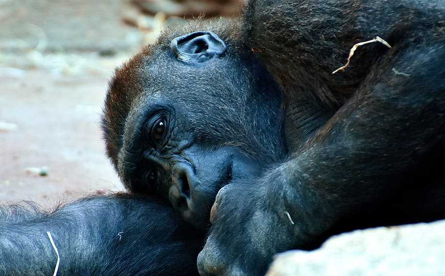 goril·la, mico, animal, zoo, pelut, omnívore, fotografia de fauna salvatge, retrat, tierpark hellabrunn, munich, primat, mamífer, fauna animal, animals a la natura, relaxació, grup d’animals, cap gent, dia, vertebrats, animals en captivitat, primer pla, estirat, a l'aire lliure, família d’animals, 5K