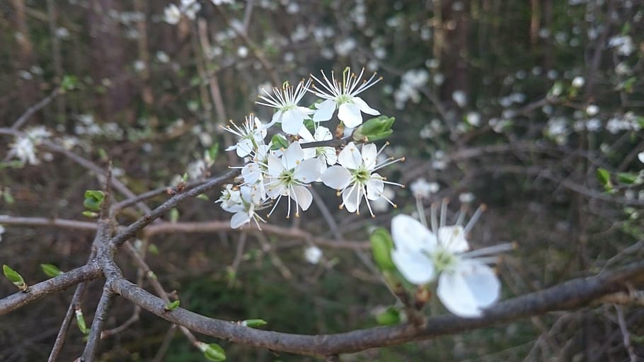 forår, blomster, hvid, bud, afdeling, natur, blomst, plante, træ, blomstrende plante, friskhed, skønhed i naturen, skrøbelighed, vækst, sårbarhed, hvid farve, fokus på forgrunden, tæt på, kronblad, dag, ingen mennesker, blomsterhoved, blomstre, blomsterstand, udendørs, pollen, kirsebær blomst, 4K