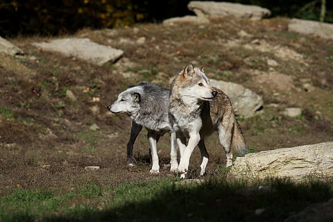 dos, marró, negre, llops, llops de fusta, Canadà, depredador, naturalesa, paquet, fotografia de fauna salvatge, scheu, animal salvatge, paquets d'animals, bosc, mamífer, temes d'animals, animal, grup d’animals, fauna animal, animals a la natura, dos animals, llop, vertebrats, cap gent, dia, terra, camp, enfocament selectiu, a l'aire lliure, mascotes, animals domèstics, nacional, família d’animals, cura, 5K, CC0, domini públic, lliure de regalies