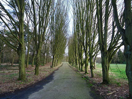 naturalesa, arbres, paisatge, primavera, brasschaat, arbre, el camí a seguir, dia, cap gent, tranquil·litat, planta, direcció, creixement, terra, bosc, carretera, perspectiva decreixent, tronc de l'arbre, bellesa a la natura, tronc, escena tranquil·la, sendera, color verd, transport, a l'aire lliure, bambú - planta, treelined, 2K, CC0, domini públic, lliure de regalies