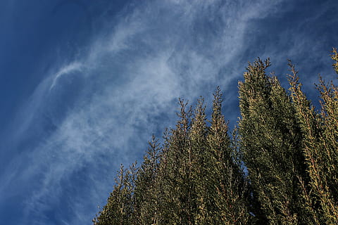 cel, núvols, paisatge, camp, xiprer, naturalesa, blau, Cercar, calma, serenitat, núvols blancs, arbre, planta, núvol - cel, bellesa a la natura, creixement, pi, cap gent, vista d’angle baix, bosc, arbre de coníferes, escenics - natura, dia, bosc de pi, pinàcies, tranquil·litat, a l'aire lliure, directament a sota, 4K, CC0, domini públic, lliure de regalies