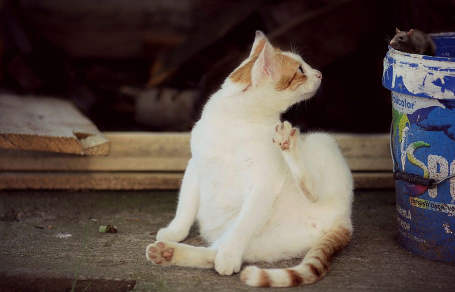 a breve pelliccia, bianca, arancia, rattoppato, soriano, gatto, seduta, accanto, blu, secchio, giorno, topo, soggezione, divertente, gatto domestico, animali domestici, animale, carina, gattino, felino, giovane animale, mammifero, piccolo, domestico, temi animali, un animale, nessuno, Colore bianco, lunghezza intera, in casa, canino, cane, vertebrato, analizzare, cercare, guardare, baffo, chihuahua - cane, 4K