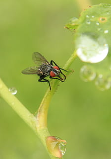 gotas, mosca, chuva, pingos de chuva, rosa, caule, haste, agua, insetos, invertebrado, inseto, temas animais, animal, animais selvagens, animais em estado selvagem, um animal, plantar, fechar-se, natureza, vulnerabilidade, fragilidade, asa animal, ninguém, cor verde, dia, flor, beleza na natureza, crescimento, ao ar livre, 1080P, CC0, domínio público, royalty free