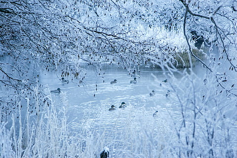 Schnee, Winter, Weiß, kalt, Wetter, Bäume, Pflanzen, Natur, Ente, Wasser, Ozean, Meer, kalte Temperatur, Baum, gefroren, Pflanze, Tiere in freier Wildbahn, Schönheit in der Natur, Szenen - Natur, Tierwelt, Tier, keine Leute, Tierthemen, weiße Farbe, Ruhe, ruhige Szene, Tag, Wirbeltier, Eis, draußen, extremes Wetter, schneit, 4K, CC0, gemeinfrei, lizenzfrei
