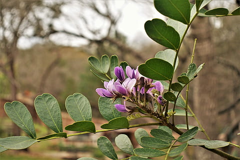 purple, spring, leaf, nature, flower, tree, plant, plant part, flowering plant, freshness, growth, beauty in nature, vulnerability, fragility, close-up, petal, focus on foreground, green color, inflorescence, flower head, day, no people, outdoors, springtime, lilac, 5K, CC0, public domain, royalty free