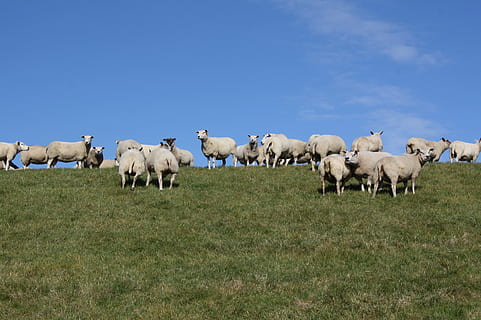 pecora, gregge, diga, animali domestici, mammifero, bestiame, domestico, agricoltura, erba, temi animali, campo, animale, paesaggio, terra, natura, grande gruppo di animali, gruppo di animali, scena rurale, azienda agricola, pascolo, nessuno, pianta, mandria, erbivoro, ranch, Toro, 2K, CC0, dominio pubblico, privo di copyright