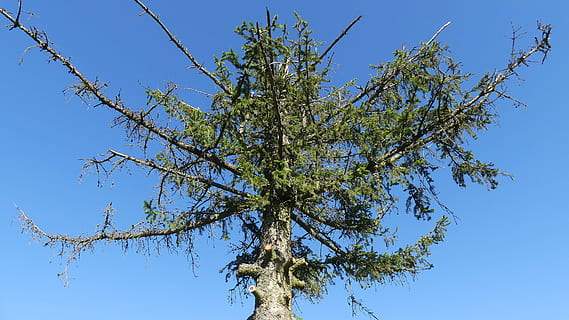 tree, conifer, dying tree, dead tree, crown, plant, blue, sky, no people, clear sky, nature, low angle view, branch, day, beauty in nature, outdoors, sunny, sunlight, directly below, tranquility, green color, growth, scenics - nature, fruit, tree canopy, saturated color, 4K, CC0, public domain, royalty free