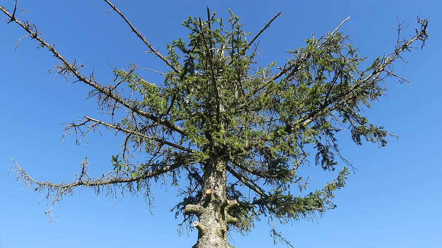 arbre, conífera, arbre moribund, arbre mort, corona, planta, blau, cel, cap gent, cel clar, naturalesa, vista d’angle baix, branca, dia, bellesa a la natura, a l'aire lliure, assolellat, llum solar, directament a sota, tranquil·litat, color verd, creixement, escenics - natura, fruita, copa de l'arbre, color saturat, 4K
