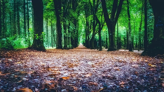 fileira de árvores, madeiras, caminho, panorama, trilha, verde, cênico, leve, árvore, floresta, terra, plantar, tranquilidade, beleza na natureza, natureza, crescimento, tronco, tronco de árvore, ninguém, cor verde, dia, cena tranquila, cena não urbana, o caminho a seguir, scenics - natureza, ao ar livre, direção, bambu - planta, 1080P, CC0, domínio público, royalty free