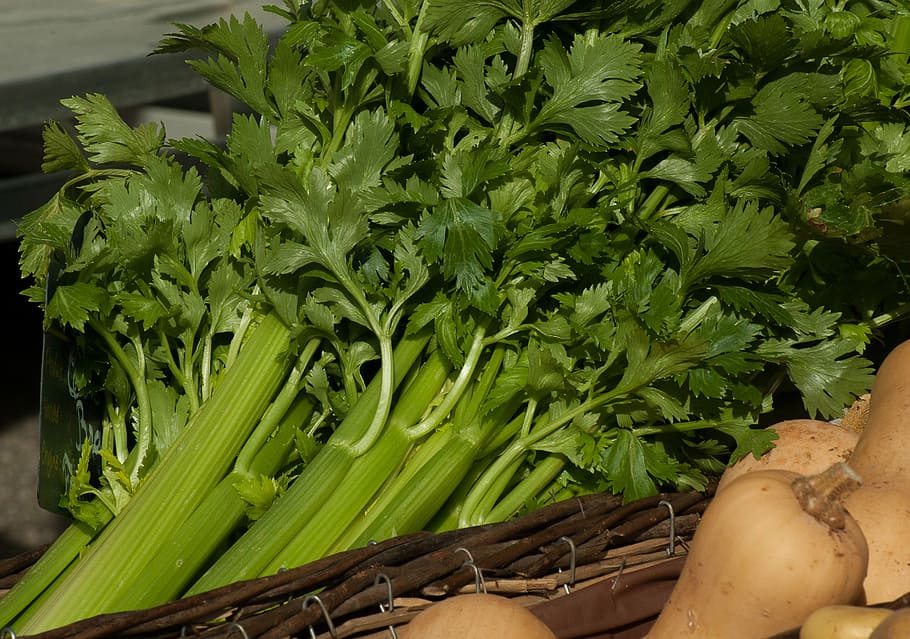 raim d'api, verdures, api, naps, verd, menjar i beguda, vegetals, color verd, cap gent, menjar, alimentació saludable, creixement, agricultura, naturalesa, dia, frescor, part de la planta, full, benestar, primer pla, orgànic, aliments crus, a la venda, planta, vista d’angle alt, mercat, a l'aire lliure, 2K