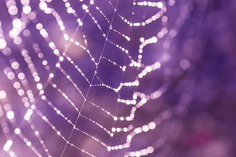 Makrofotografie, Spinnennetz, Netzwerk, Fäden spinnen, Natur, Spinne, Tautropfen, Wassertropfen, tropfen, Tau, Perlen, Spinnweben, lichtspiel, schließen, Naturaufnahme, Regentropfen, gespannte Netzwerke, Morgentau, Makro, feucht, Garten, Bokeh, Nahansicht, keine Leute, Hintergründe, Fokus auf den Vordergrund, Zerbrechlichkeit, Unscharf gestellt, Muster, selektiver Fokus, Wasser, lila, Schönheit in der Natur, Verletzlichkeit, fallen, beleuchtet, Vollbild, Winter, glänzend, 5K, CC0, gemeinfrei, lizenzfrei