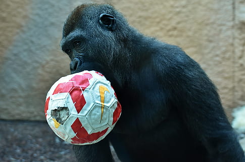 Gorilla, Affe, abspielen, Ball, Tier, pelzig, Omnivore, Tierfotografie, Porträt, Tierpark Hellabrunn, München, Säugetier, Tierthemen, Fokus auf den Vordergrund, Tag, keine Leute, Wirbeltier, Kugel, ein Tier, Kunst und Handwerk, Fußball, draußen, Primas, Darstellung, Kreativität, Spielzeug, Tierwelt, 5K, CC0, gemeinfrei, lizenzfrei