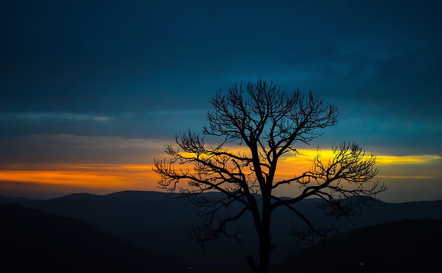 fotografia di paesaggio, sagoma dell'albero, d'oro, ora, albero, montagna, cielo, natura, tramonto, viaggio, foresta, collina, blu, all'aperto, scena, paesaggio, silhouette, bellezza nella natura, nuvola - cielo, scenics - natura, albero nudo, la tranquillità, scena tranquilla, pianta, ambiente, a distanza, scena non urbana, ramo, nessuno, crepuscolo, 5K
