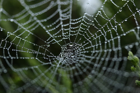 fotografia de canvi de inclinació, rosada, teranyina, foto de tret macro, rosada d’aigua, web, aranya, naturalesa, aigua, vareta, gota de pluja, error, a l'aire lliure, trampa, al matí, verd, humit, fragilitat, vulnerabilitat, primer pla, tirar, cap gent, centrar-se en primer pla, bellesa a la natura, temes d'animals, patró natural, animal, dia, patró, complexitat, marc complet, pluja, concèntric, 5K, CC0, domini públic, lliure de regalies