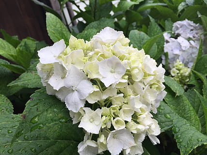 hydrangea, mungkin, bunga-bunga, tanaman berbunga, keindahan di alam, bunga, menanam, daun, pertumbuhan, kerentanan, kerapuhan, bagian tanaman, merapatkan, daun bunga, kesegaran, hal berkembang, kepala bunga, hari, alam, warna putih, warna hijau, fokus pada latar depan, tidak ada orang, di luar rumah, musim semi, seikat bunga, ungu, embun, 2K, CC0, domain publik, bebas royalti