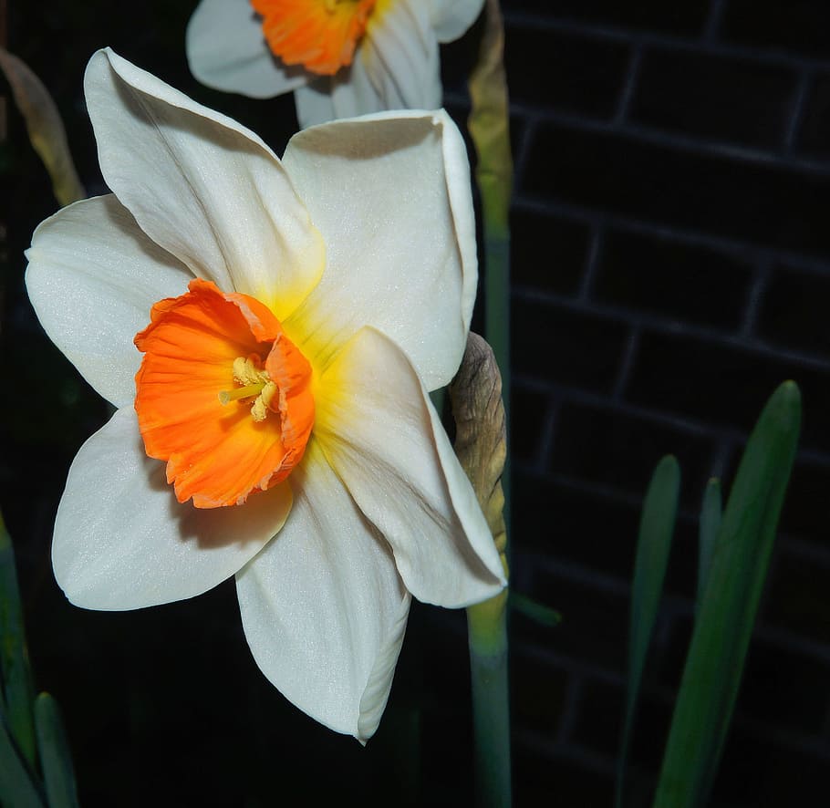 Narcissus, blomstre, blomst, påskelilje, hvit-orange, lys, fargerik, vakker, anlegg, hage, vår, natur, petal, gul, blomsterhodet, nærbilde, skjønnhet i naturen, friskhet, skjørhet, blomstrende plante, inflorescence, sårbarhet, vekst, pollen, oransje farge, fokusere på forgrunnen, ingen folk, dag, 2K